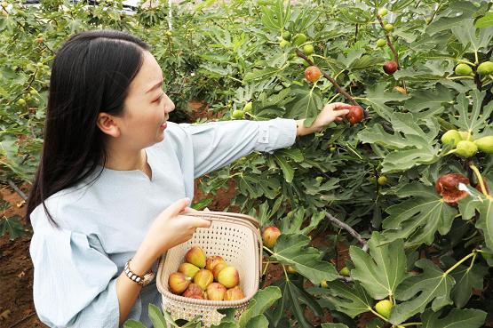 采摘，从田间到餐桌的奇妙旅程