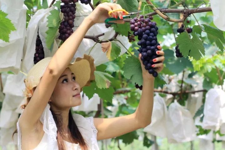 2043年香港开奖结果记录，透视未来彩票文化的演变与影响2024年香港开奖结果记录20期