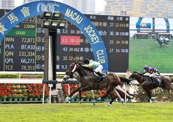 2019香港马会资料大全，免费获取与深度解析的指南性文章香港2021年马会资料大全